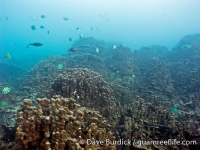 Finger Reef 09