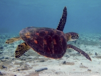 Chelonia mydas