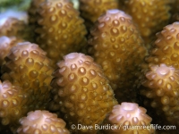 Acropora cf. humilis