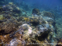 Marbo Cave reef 02
