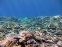 Marbo Cave reef 03