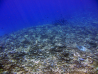 Marbo Cave reef 04