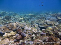 Marbo Cave reef 05