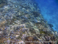 Marbo Cave reef 06