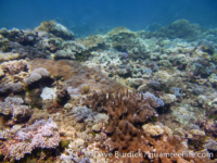 Marbo Cave reef 07