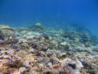 Marbo Cave reef 08