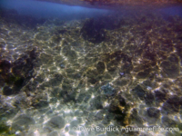 Marbo Cave reef 09