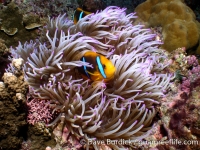 Amphiprion chrysopterus