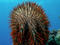 Acanthaster cf. solaris