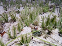 Caulerpa sertularioides