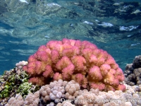 Pocillopora sp.