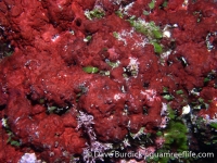 crustose coralline red algae sp.