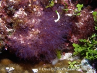 unidentified red algae