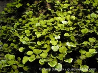 Halimeda cf. gracilis