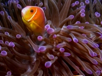 Amphiprion periedion