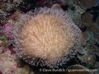 Sarcophyton cf. trocheliophorum