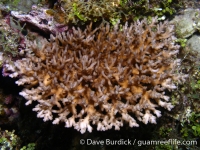 Acropora cf. granulosa