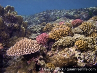 Gun Beach, Tumon Bay Marine Preserve