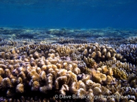 Gun Beach, Tumon Bay Marine Preserve