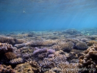 Gun Beach, Tumon Bay Marine Preserve