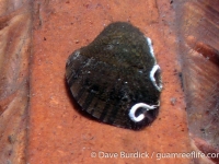 Neritina auriculata