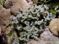 Caulerpa serrulata f. spiralis