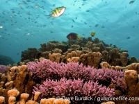 Western Shoals, Apra Harbor