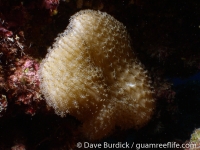 Sarcophyton cf. trocheliophorum