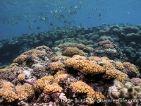 Piti Bomb Holes Marine Preserve