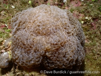 Euphyllia paraancora