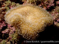 Sarcophyton cf. trocheliophorum