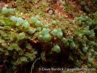 Caulerpa racemosa var. turbinata