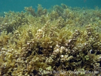 Sargassum ilicilfolium