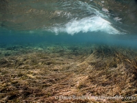 Sargassum sp.