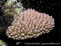 Acropora surculosa