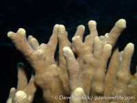 Porites cylindrica