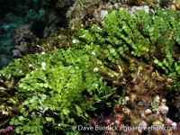 Halimeda cf. fragilis