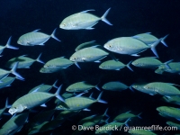 Carangoides orthogramus