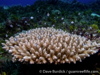 Acropora tenuis