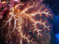 Dendronephthea sp.