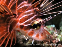 Pterois antennata