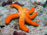 Echinaster luzonicus