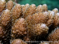 Acropora surculosa