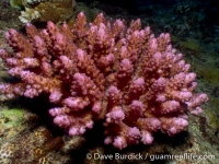 Acropora sp.