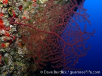 gorgonian sp.