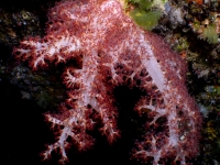 Dendronephthea sp.