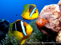 Amphiprion chrysopterus