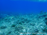 Santa Rosa Reef 02