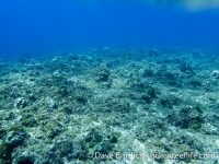 Santa Rosa Reef 03