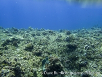 Santa Rosa Reef 04